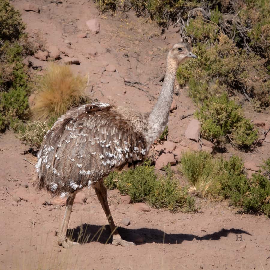 San Pedro de Atacama: Wildlife Safari and Photography Tour - Machuca wetlands and the short hike for flamingos and birdlife