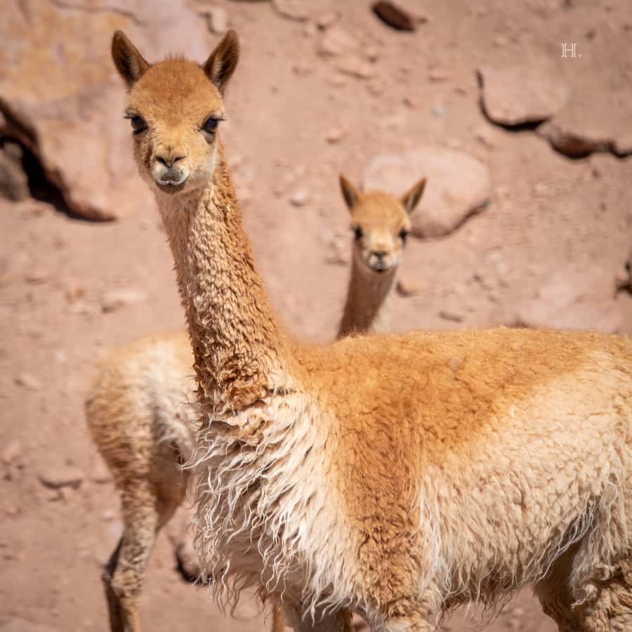 San Pedro de Atacama: Wildlife Safari and Photography Tour - Photography kit that actually works: scopes, phone adaptors, and field guides