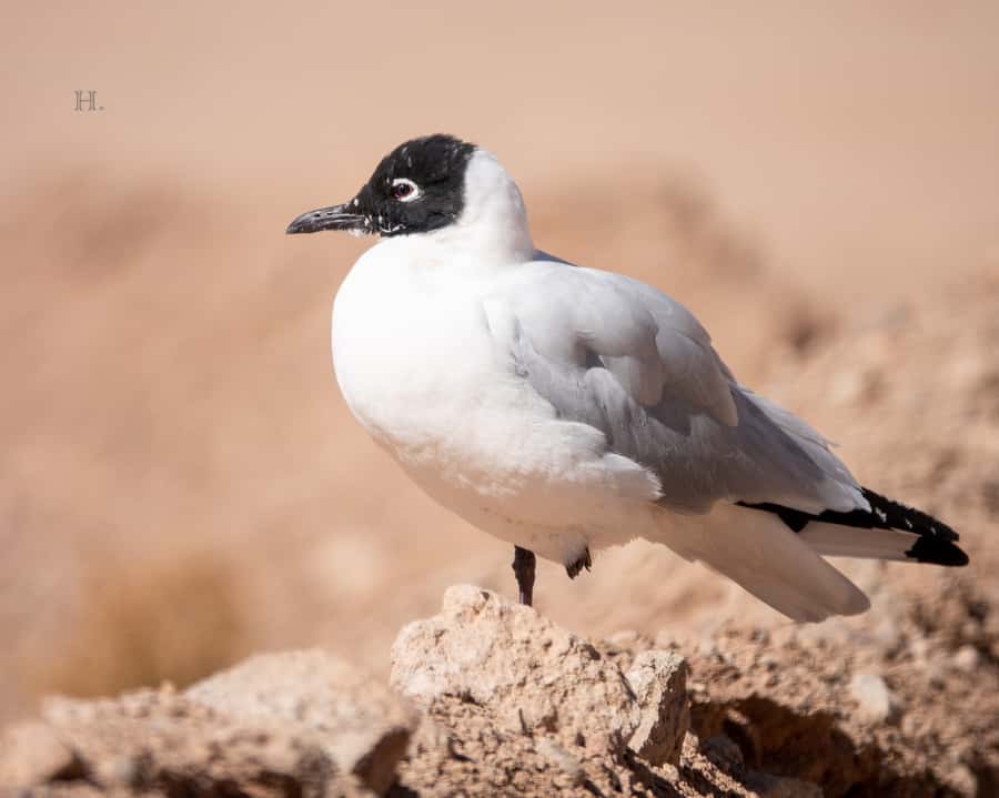 San Pedro de Atacama: Wildlife Safari and Photography Tour - Small-group advantages: why 4 people changes the safari
