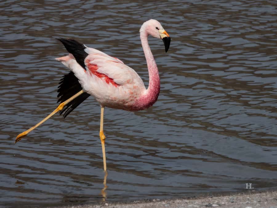 San Pedro de Atacama: Wildlife Safari and Photography Tour - Pickup, ride up, and what to expect on the drive