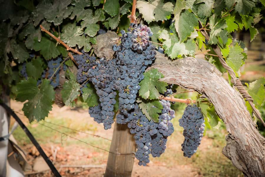 Santa Rita: Tour + Premium Wine Tasting + Private Transport - Why Santa Rita makes a strong Santiago wine day