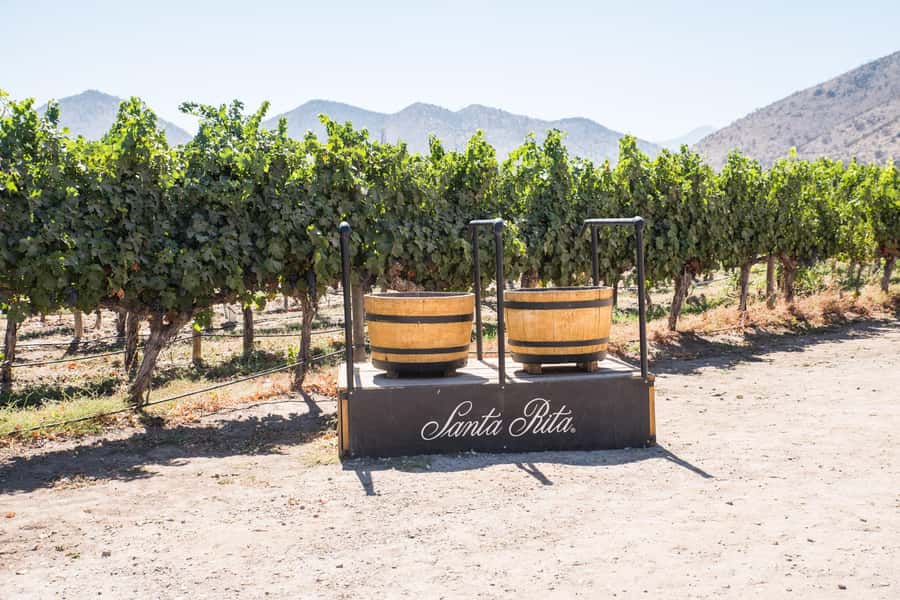 Santa Rita: Tour + Premium Wine Tasting + Private Transport - The estate tour: historic cellars, centenary park, Roman baths, chapel