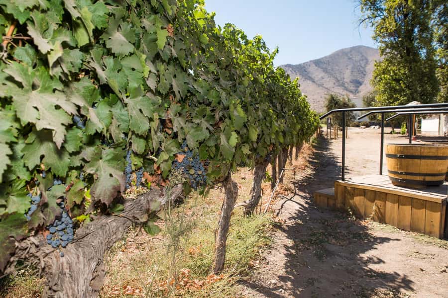 Santa Rita: Tour + Premium Wine Tasting + Private Transport - Timing, group reality, and what the 270 minutes means in practice