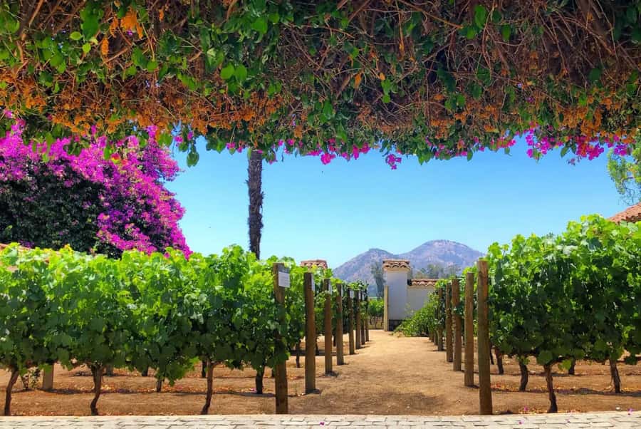 Santa Rita Vineyard Tour: History, Wine, and Outdoor Picnic - Key highlights at a glance