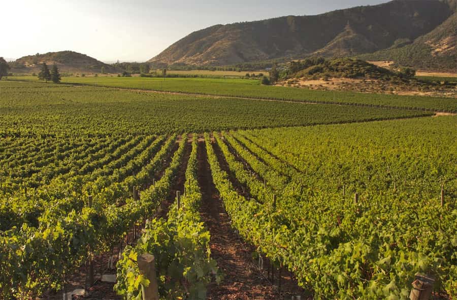 Santiago: Concha y Toro and Undurraga Vineyards Tour - Concha y Toro in Pirque: panoramic views, old-world charm, and Cabernet at the end