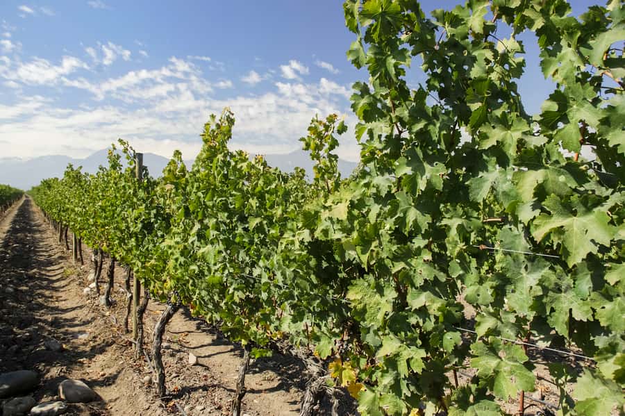 Santiago: Concha y Toro and Undurraga Vineyards Tour - The tasting plan: how to make 3 wines per stop feel like more