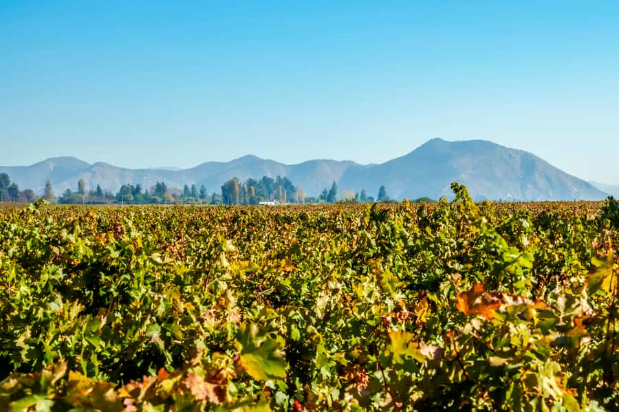 Santiago: Concha y Toro Winery 4–Hour Tour & Sommelier Class - The tasting plan: 3 tastings, then a sommelier plus cheese