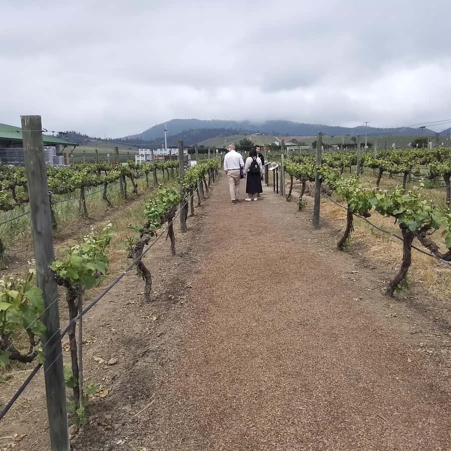 Santiago: Cousiño Macul Vineyard Premium Tasting Tour - Price and Value: Is $70 Good for What You Get?