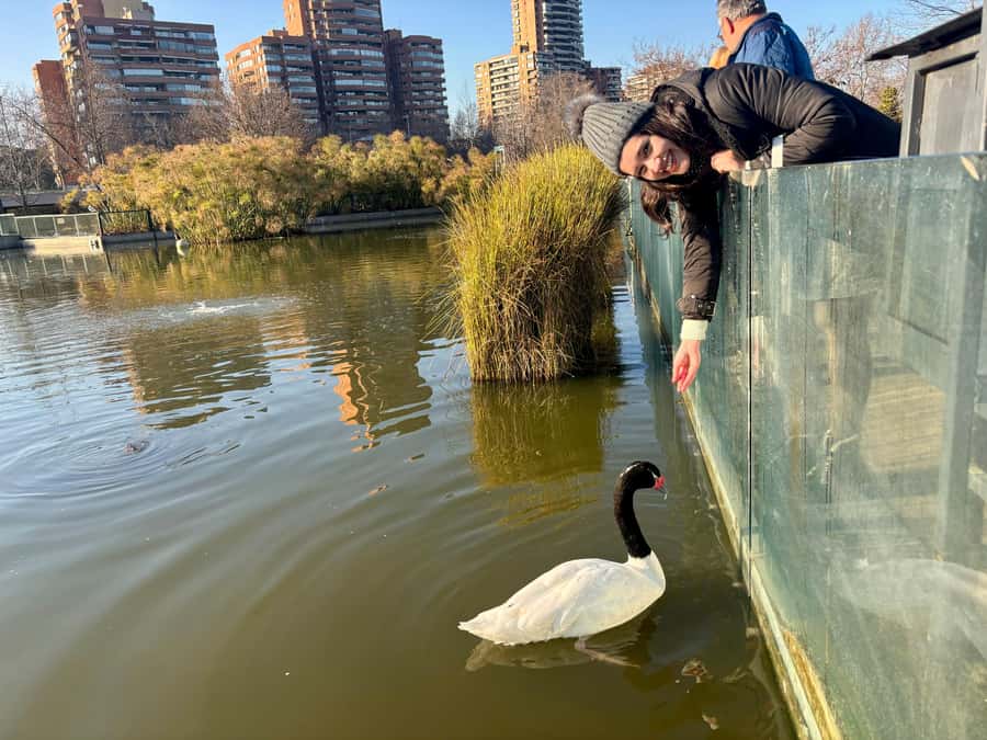Santiago Half-Day Walking Tour with Hotel Pick up & Brunch - La Moneda and Citizenship Park: politics viewed at street level