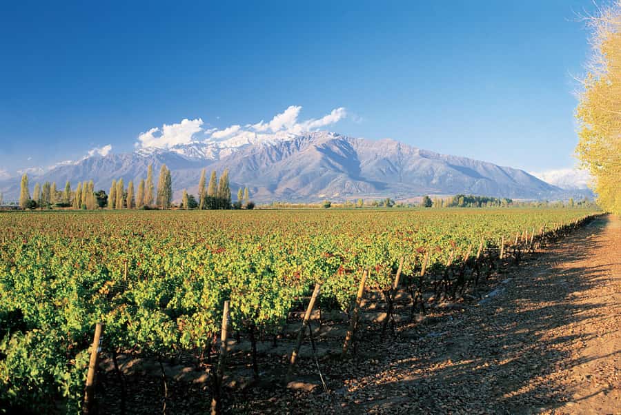 Santiago: Main Chilean Wineries Private Half-Day Tours - Private Maipo Valley Winery Time, Starting With Hotel Pickup