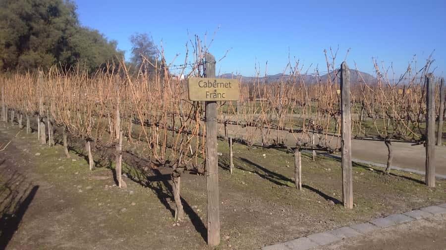 Santiago: Main Chilean Wineries Private Half-Day Tours - Lunch in a Local Restaurant, and Why It Makes This Tour Feel Complete