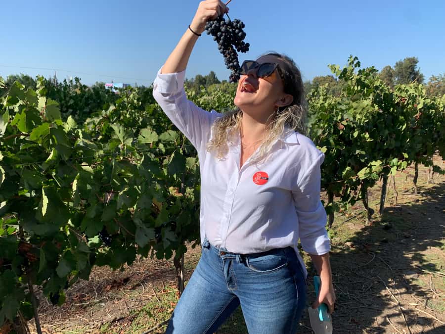 Santiago: Maipo Valley Wine Tasting Tour with 4 Vineyards - Maipo Valley makes sense for a one-day wine fix