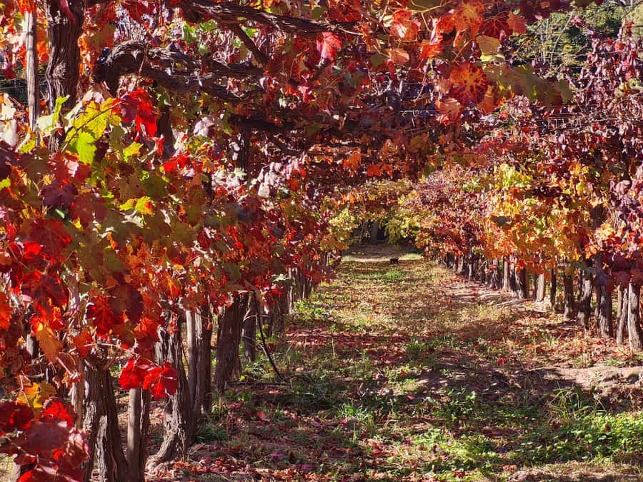 Santiago: Maipo Valley Wine Tasting Tour with 4 Vineyards - Viña Santa Ema: three premium wines in a scenic setting