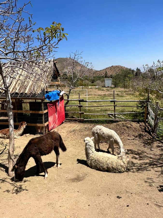 Santiago: Portillo and Laguna del Inca Day Trip with Picnic - Value check: is $45 a smart deal for a 10-hour mountain day?