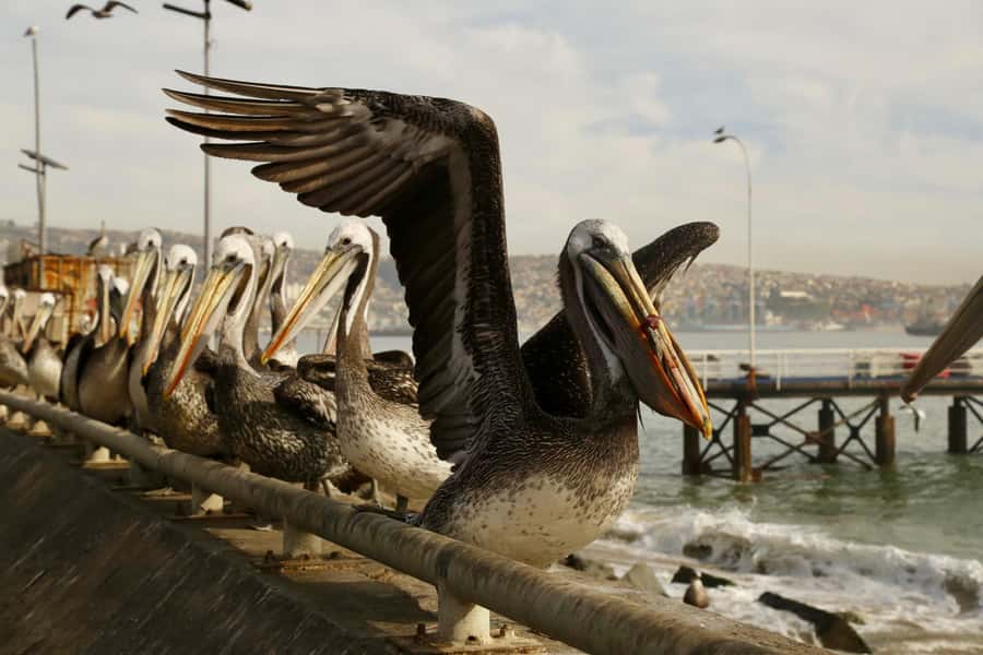 Santiago: Viña del Mar, Valparaiso, with Wine Tasting - From El Peral to the Piano Staircase: fun stops that add up