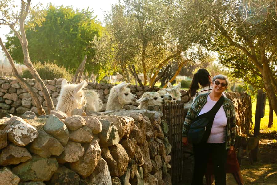 Santiago: Viña del Mar, Valparaiso, with Wine Tasting - Casablanca Valley wine tasting: a short, focused taste of cold-climate grapes