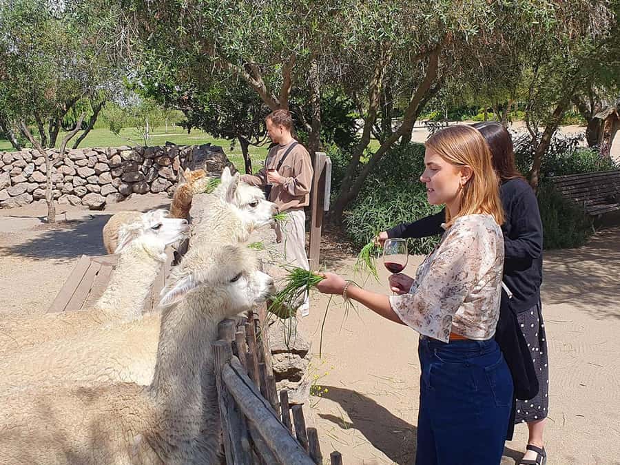 Santiago: World-class Wines, Visit to 4 Vineyards and Tanino - Bodegas RE and the boutique winemaking edge