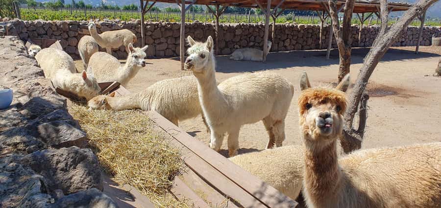 Santiago: World-class Wines, Visit to 4 Vineyards and Tanino - Casas del Bosque and Tanino lunch on a vineyard setting