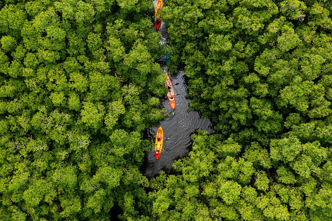SoCoHo Eco Half Day - Mangrove Kayak & Reef Snorkeling - Key things I’d pay attention to