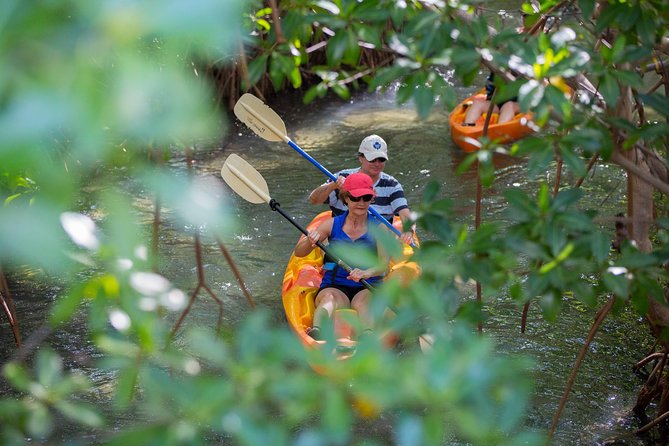 SoCoHo Eco Half Day - Mangrove Kayak & Reef Snorkeling - Price and value at $135 per person