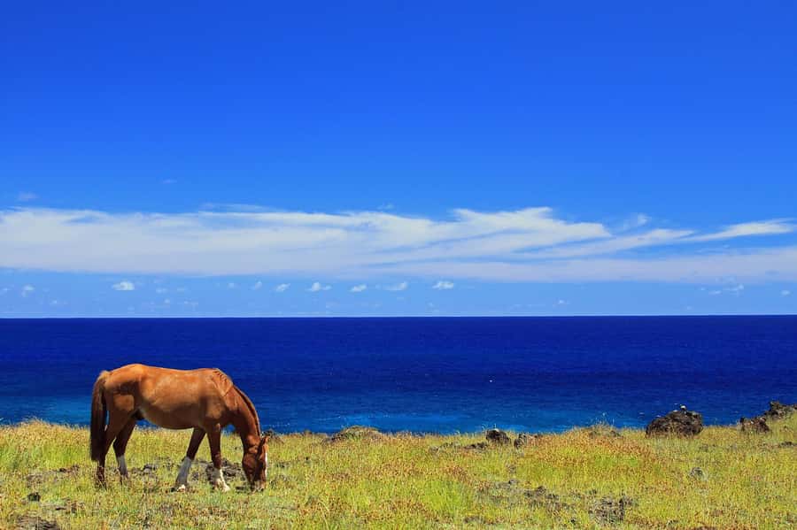 Terevaka Horse Excursion: The highest point and 360° view. - Why Terevaka’s summit is the main event on Rapa Nui