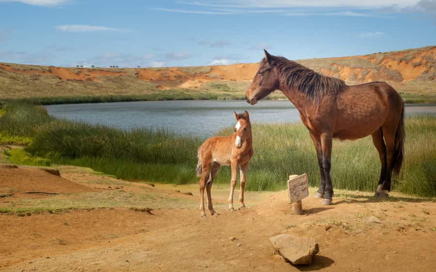 Terevaka Horse Excursion: The highest point and 360° view. - Price and value: what $130 covers, and what it does not