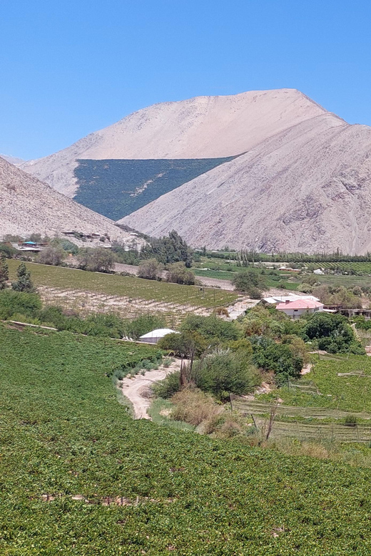 The Magnificient Elqui Valley Grand Tour - Papayas, Felarnia vineyard, and the food-and-shopping rhythm