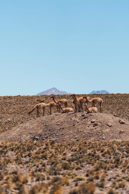 Triple tour: Red stones, highland lagoons and Chaxa Lagoon - Transportation, pacing, and the reality of remote roads
