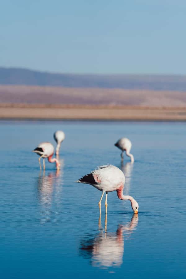 Triple tour: Red stones, highland lagoons and Chaxa Lagoon - How this 10-hour circuit fits Atacama