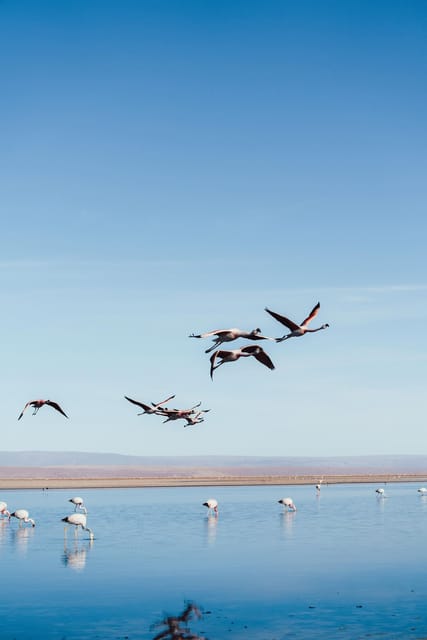 Triple tour: Red stones, highland lagoons and Chaxa Lagoon - Miscanti and Miñiques lagoons at altitude: calm water, big skies