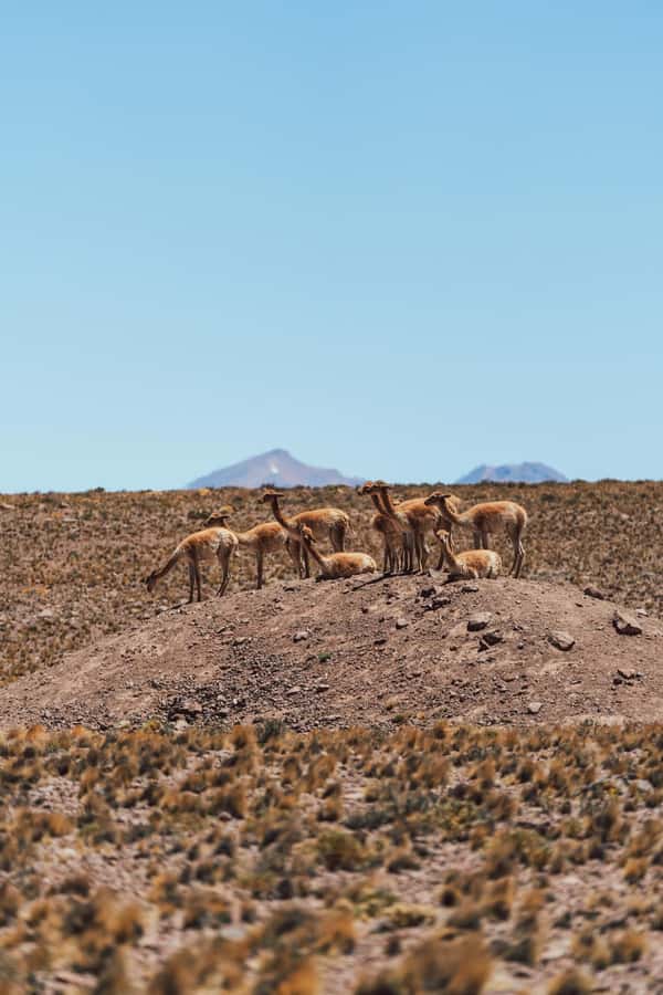 Triple tour: Red stones, highland lagoons and Chaxa Lagoon - A lunch stop in the desert, right when you need it