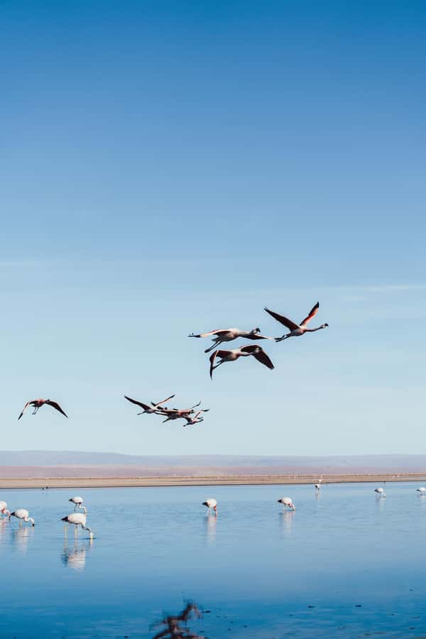 Triple tour: Red stones, highland lagoons and Chaxa Lagoon - Chaxa Lagoon and Los Flamencos National Reserve: your flamingo payoff