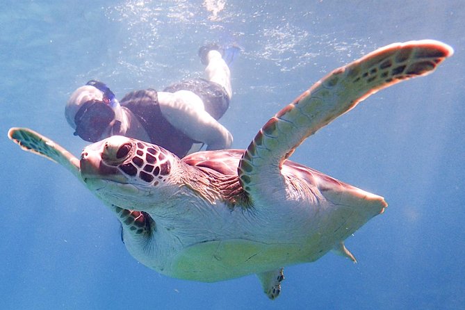 Under the Sea snorkeling(Stingray/Kayak/ Power Snorkel available) - Undersea Snorkeling in Antigua, what the 3 hours feels like