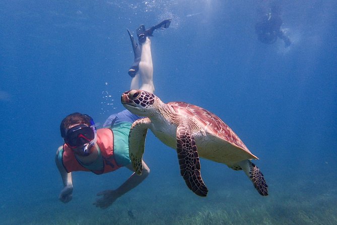 Under the Sea snorkeling(Stingray/Kayak/ Power Snorkel available) - Long Bay and English Harbour options, and the gear catch