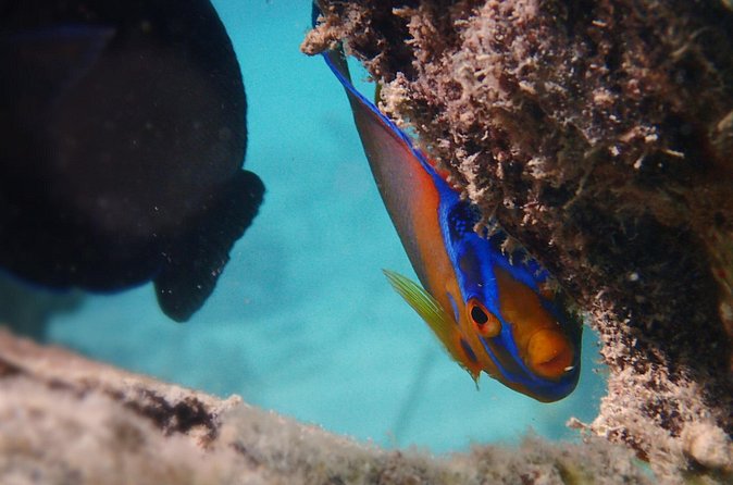 Under the Sea snorkeling(Stingray/Kayak/ Power Snorkel available) - How the private transport and pickup change the day