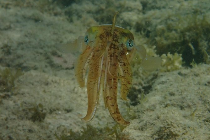 Under the Sea snorkeling(Stingray/Kayak/ Power Snorkel available) - Drinks and the small comforts you actually notice