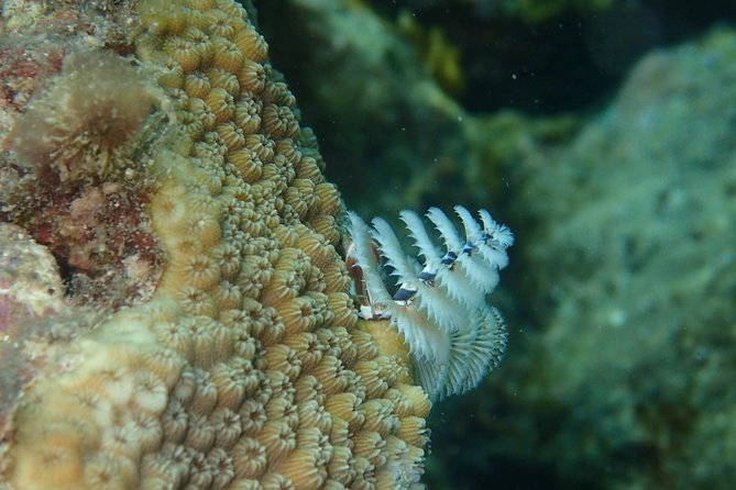 Under the Sea snorkeling(Stingray/Kayak/ Power Snorkel available) - Customizing with Great Bird Island or Green Island