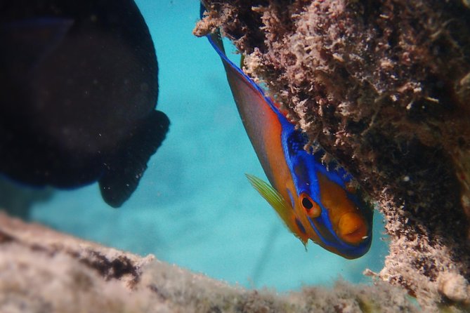 Under the Sea snorkeling(Stingray/Kayak/ Power Snorkel available) - Cades Bay Reef snorkeling, where you’ll look first