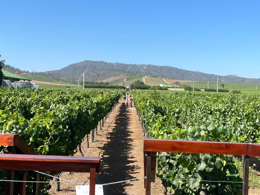 Valparaíso to Casablanca: wine tour with premium tasting and transportation - Valparaíso to Casablanca wine tour: the real value is time saved