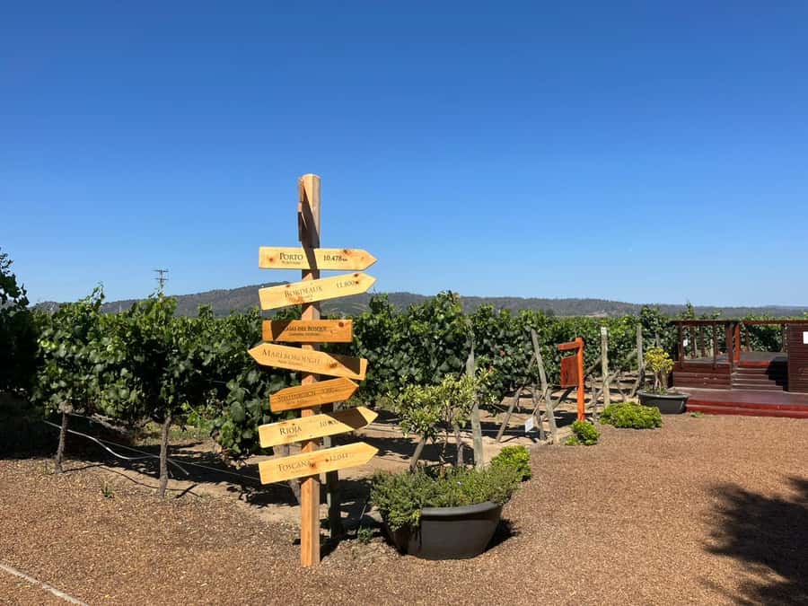 Valparaíso to Casablanca: wine tour with premium tasting and transportation - Casablanca vineyard visit: what the guided tour gives you
