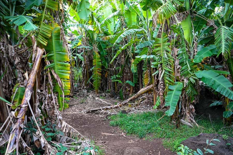 Volcanic Refuges: Excursion to Underground Civilization - The 3-hour plan from Hanga Roa, stop by stop