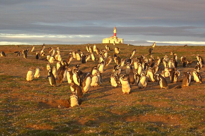 Walk alongside Penguins on Magdalene Island and navigate Marta Island - Isla Magdalena: An Hour Walking Among Magellanic Penguins