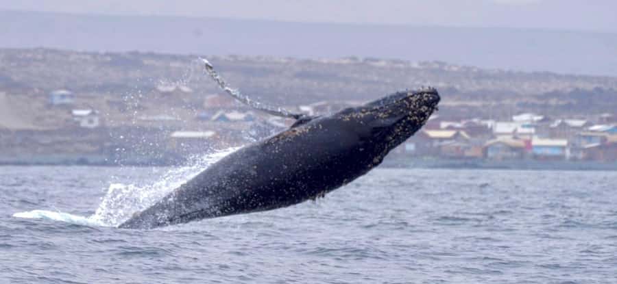 Whales & Humboldt Penguins: Chañaral or Damas island hiking - Key things I’d watch for