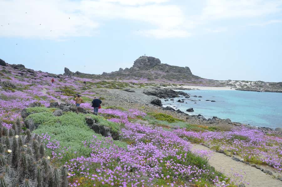 Whales & Humboldt Penguins: Chañaral or Damas island hiking - Entering the Chile you only get by boat and foot