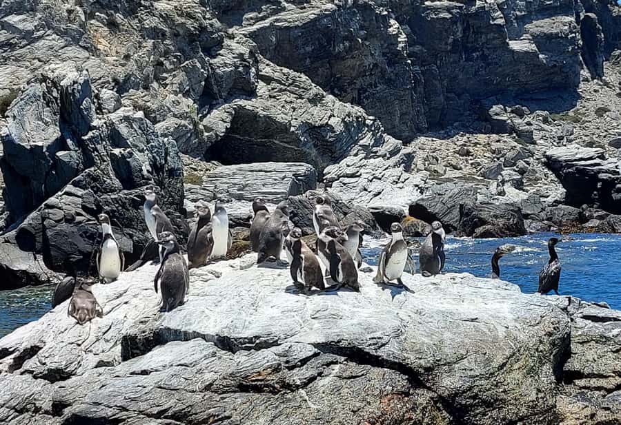 Whales & Humboldt Penguins: Chañaral or Damas island hiking - Caleta Los Hornos, La Higuera, and the Quebrada de los Choros storytelling loop