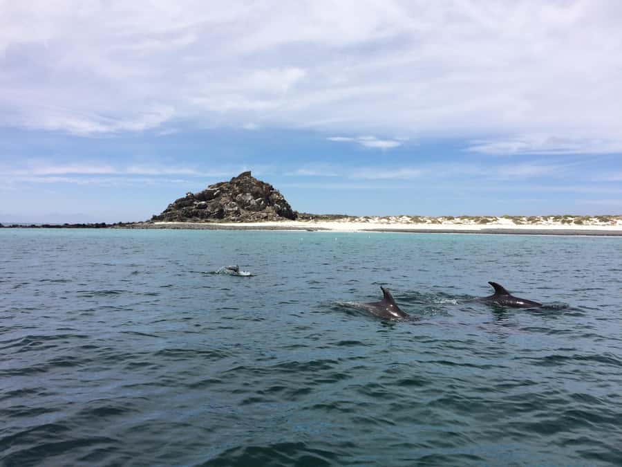 Whales & Humboldt Penguins: Chañaral or Damas island hiking - Price and value: what $280 buys you in the real world