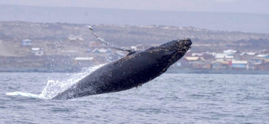 Whales & Humboldt Penguins: Chañaral or Damas island hiking - Weather rules, seasickness, and who should skip this day